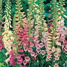 Load image into Gallery viewer, Foxglove Excelsior Mixed
