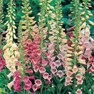 Foxglove Excelsior Mixed