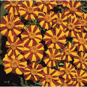 Marigold (French) Jolly Jester