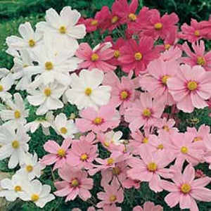 Cosmos Dwarf Sensation Mixed