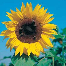 Load image into Gallery viewer, Sunflower Giant Single
