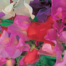 Load image into Gallery viewer, Sweet Pea Giant Waved Mixed
