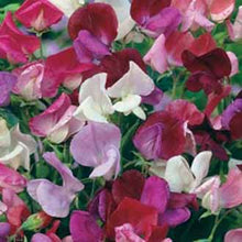 Load image into Gallery viewer, Sweet Pea Old Fashioned Mixed
