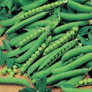 Pea Hurst Green Shaft