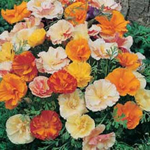 Load image into Gallery viewer, California Poppy Double Mixed
