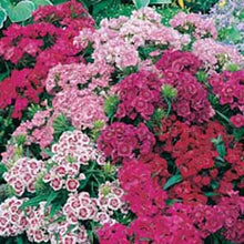 Load image into Gallery viewer, Sweet William Indian Carpet Mixed
