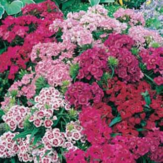 Sweet William Indian Carpet Mixed