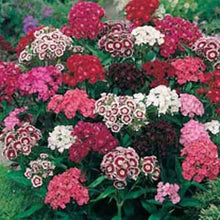 Load image into Gallery viewer, Sweet William Single Mixed
