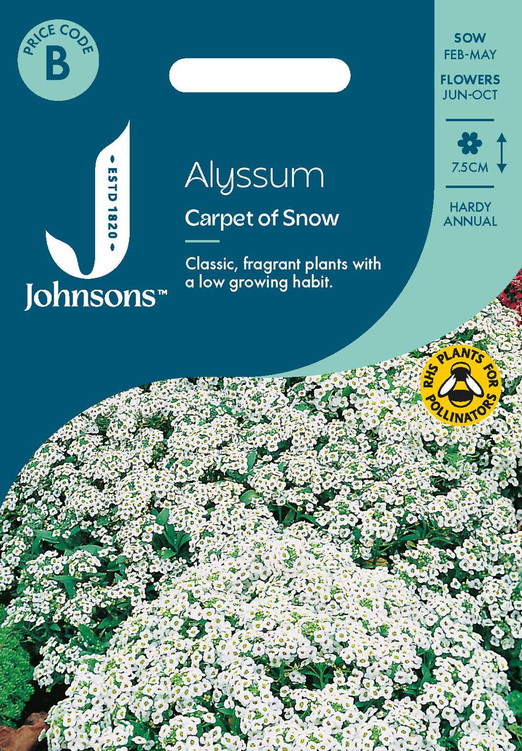 Alyssum Carpet of Snow