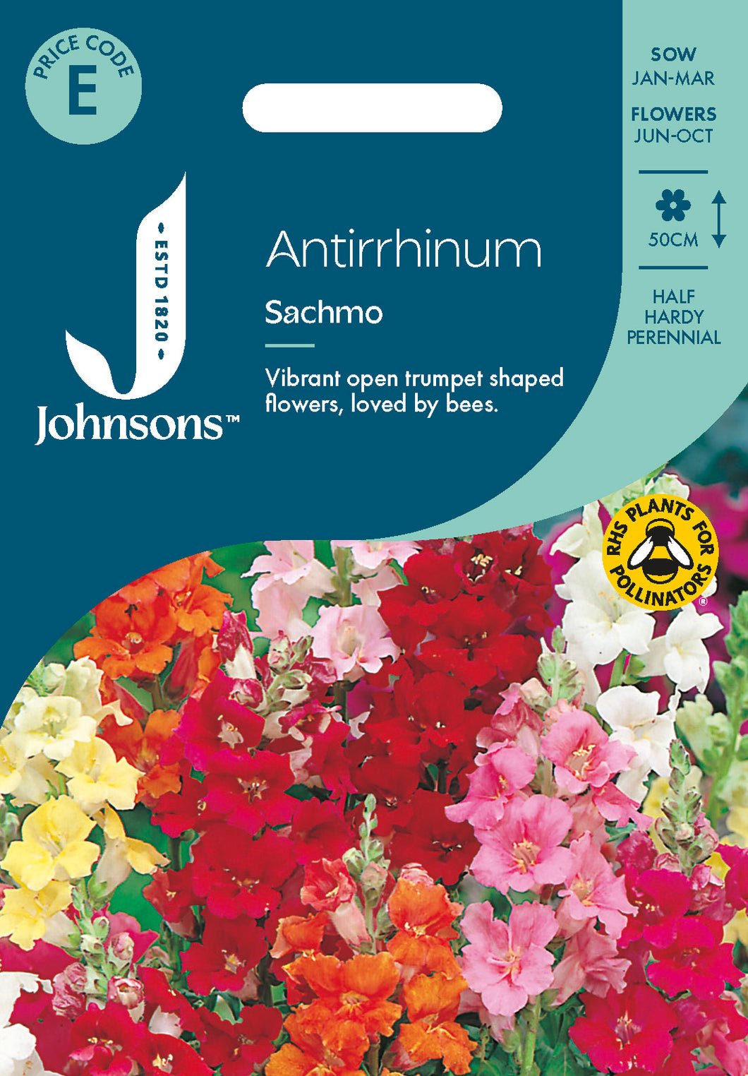 Antirrhinum Sachmo