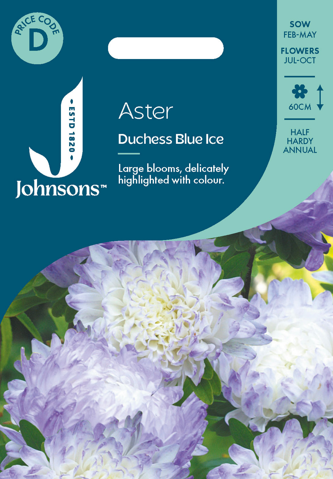 Aster Duchess Blue Ice