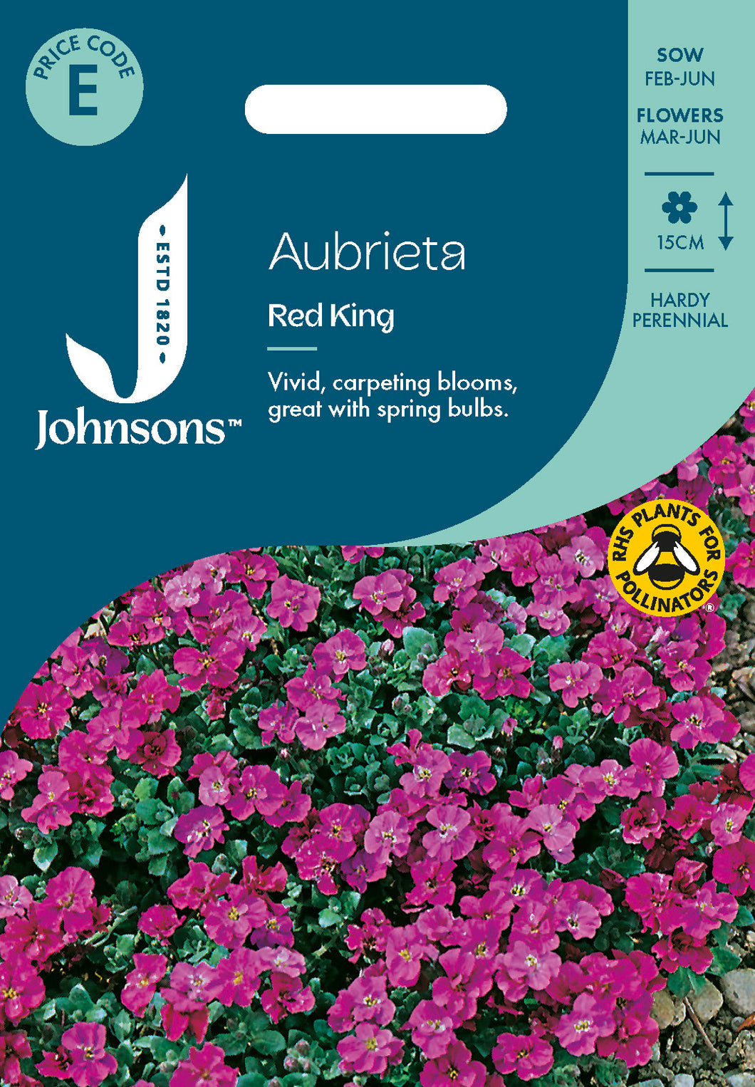 Aubretia Red King