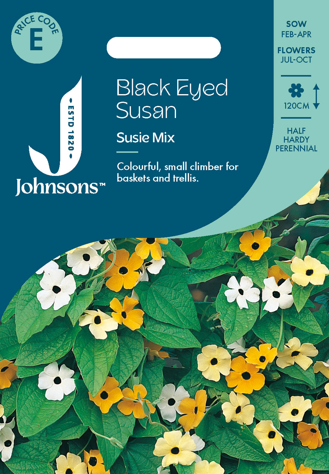 Black Eyed Susan Susie Mix