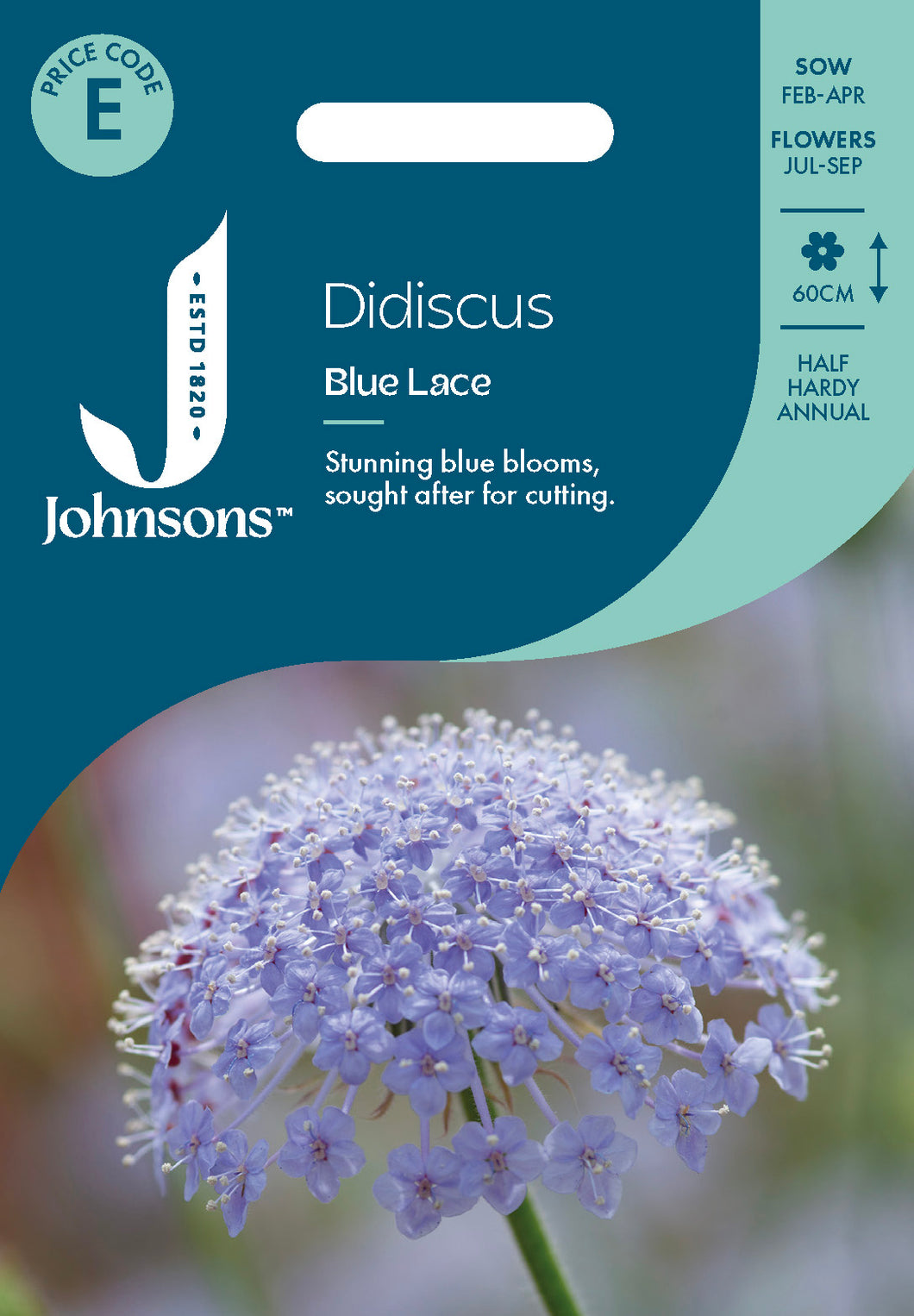 Didiscus Blue Lace
