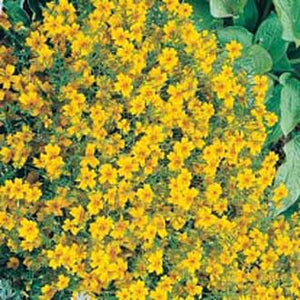 Tagetes Golden Gem