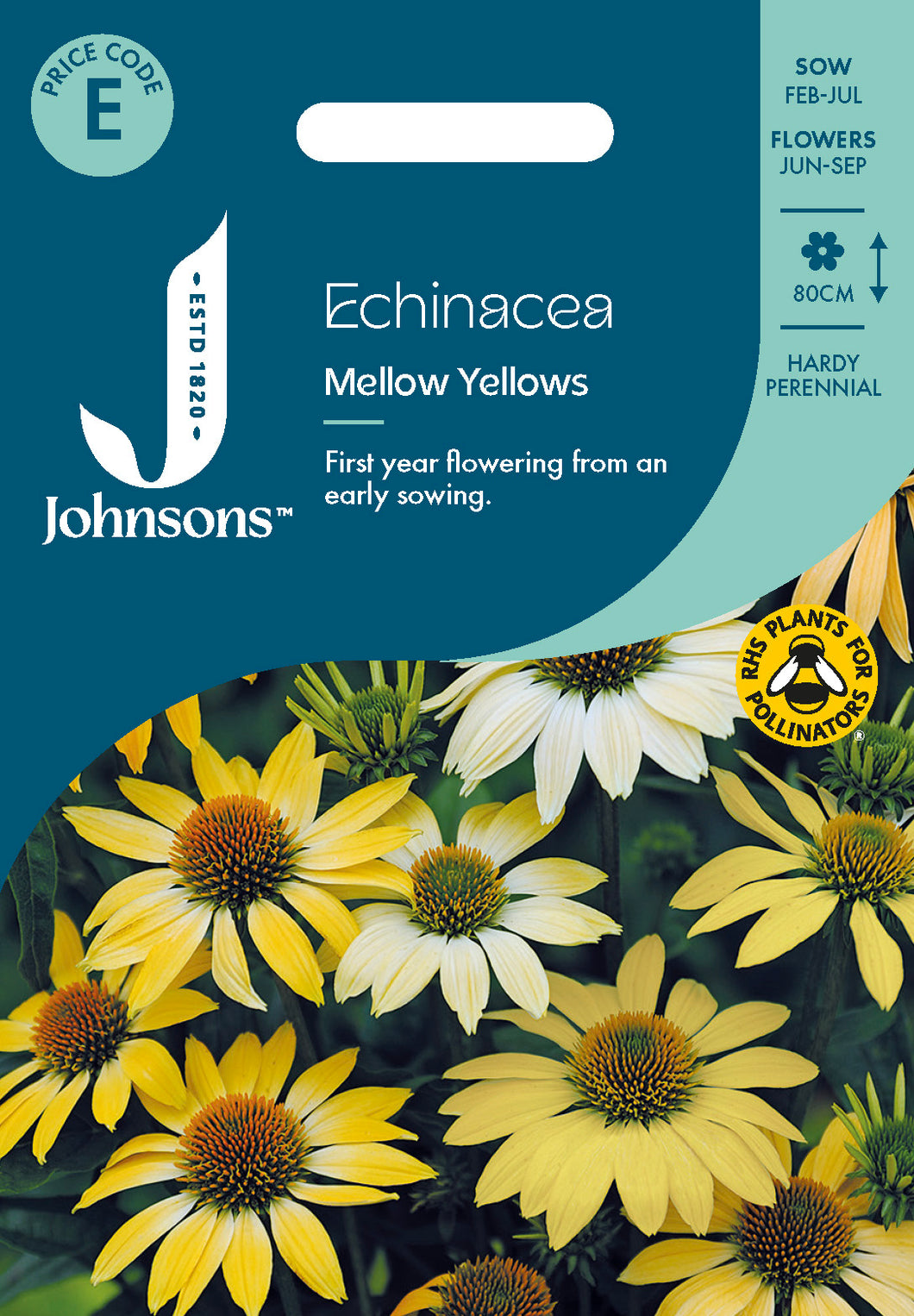 Echinacea Mellow Yellows