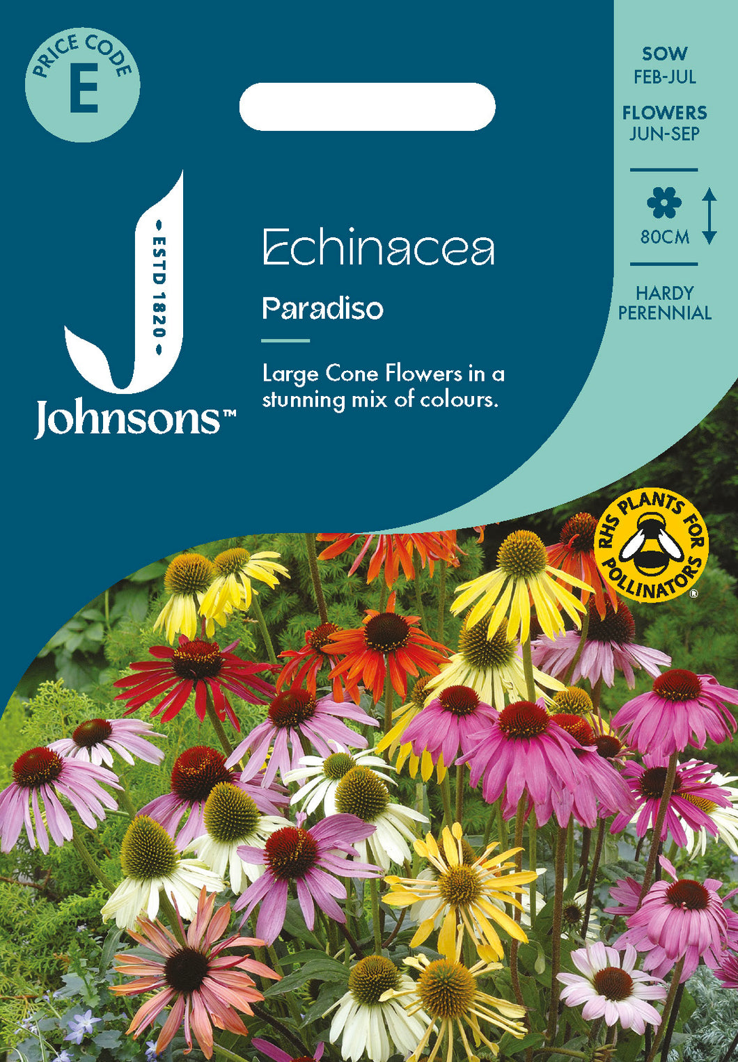Echinacea Paradiso