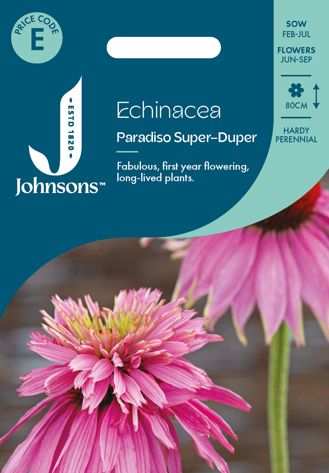 Echinacea Paradiso Super-Duper
