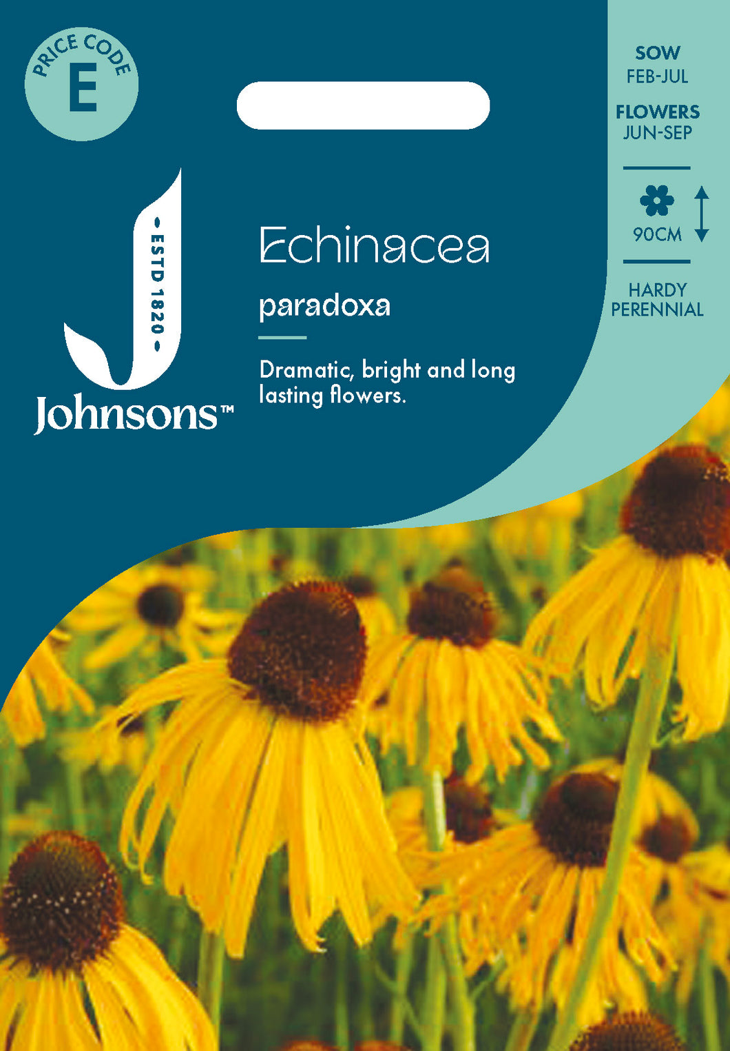 Echinacea Paradoxa