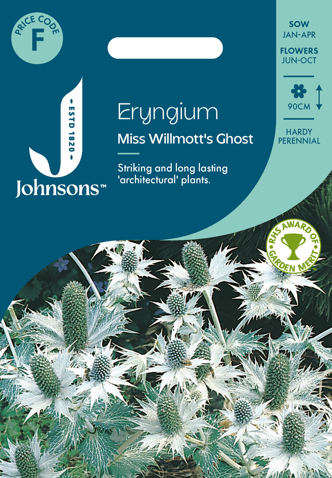 Eryngium Miss Willmott's Ghost