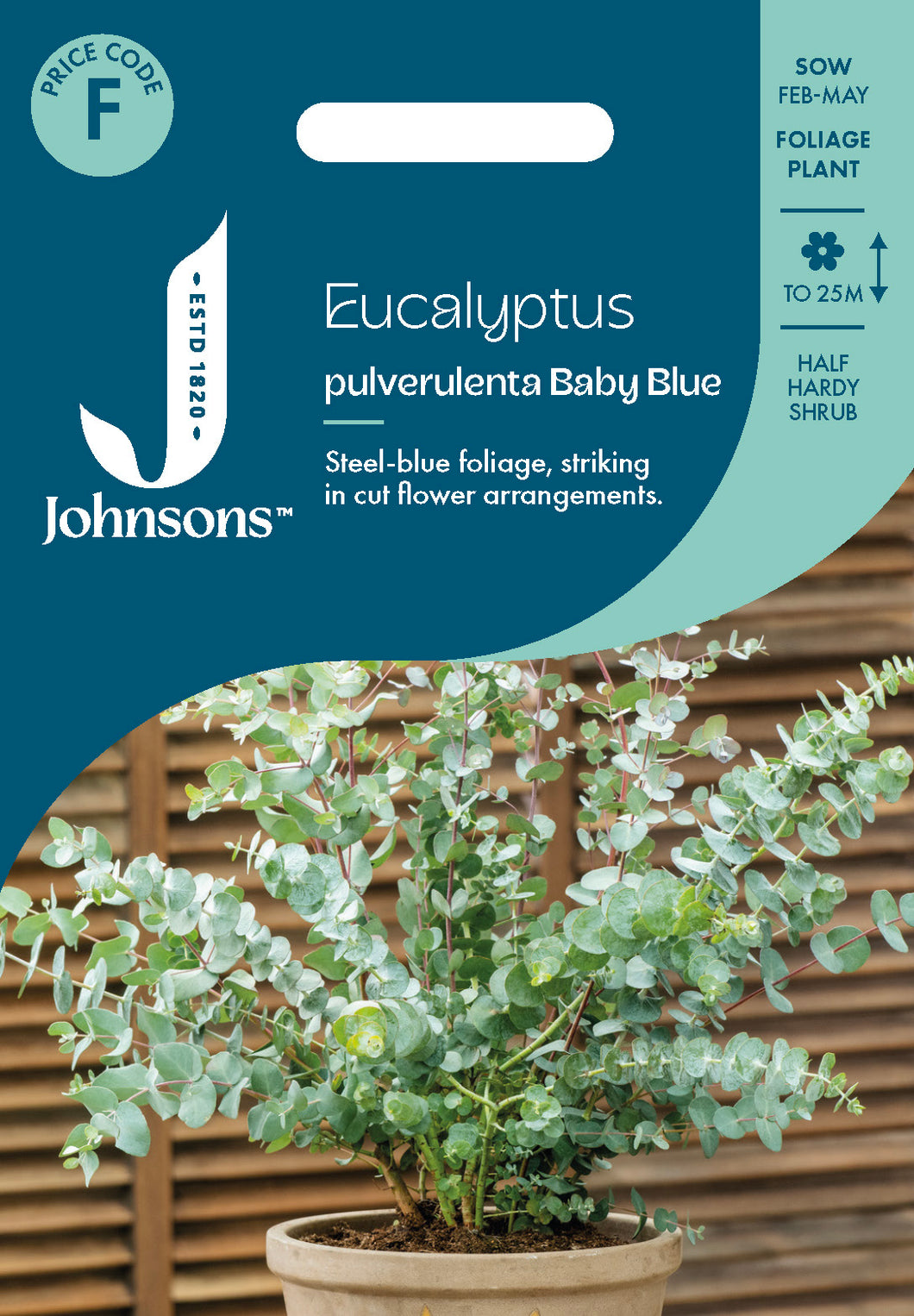 Eucalyptus pulverulenta Baby Blue