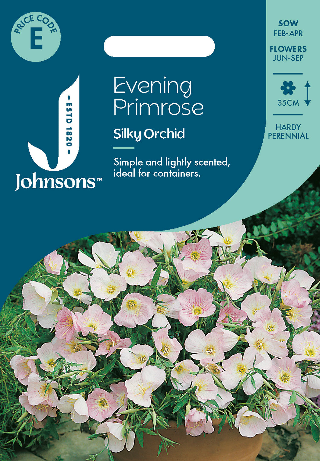 Evening Primrose Silky Orchid