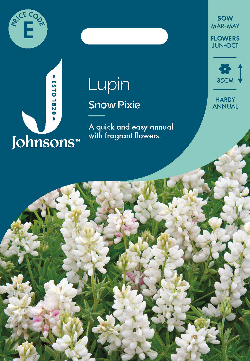 Lupin Snow Pixie – Milestone Garden Centre