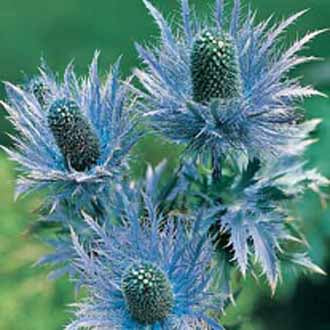 Eryngium Alpinum Superbum