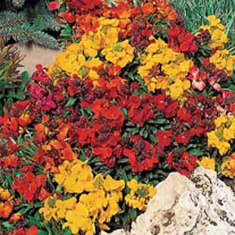 Wallflower Tom Thumb Mixed