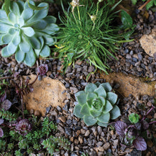 Load image into Gallery viewer, Horticultural Alpine Grit
