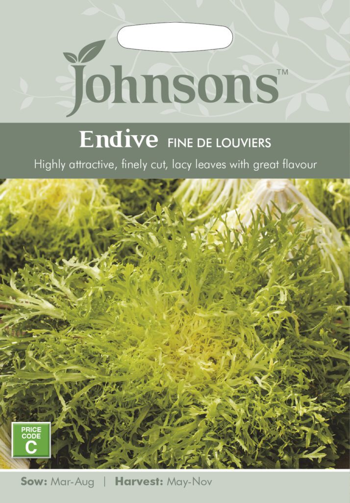 Endive Fine De Louviers