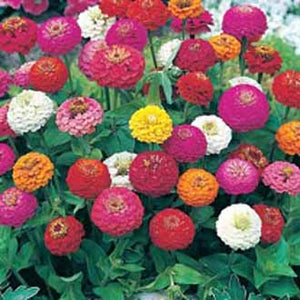 Zinnia Sprite Mixed