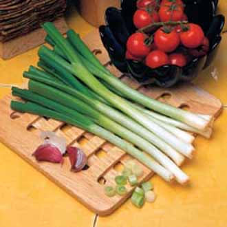 Onion (Spring) Photon