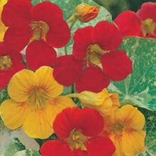 Load image into Gallery viewer, Nasturtium Alaska Mixed
