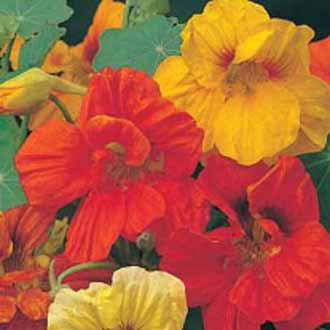 Nasturtium Gleam Mixed