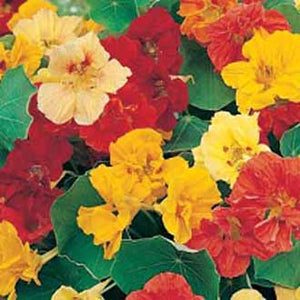 Nasturtium Jewel Mixed