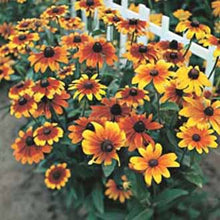 Load image into Gallery viewer, Rudbeckia Rustic Dwarf
