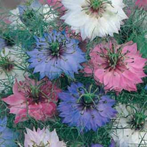 Nigella Persian Jewels Mixed