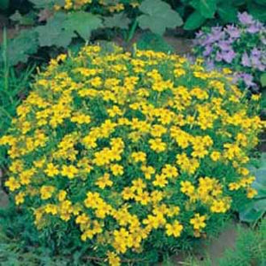 Tagetes Lemon Gem