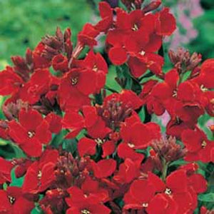 Wallflower Scarlet Bedder