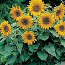 Load image into Gallery viewer, Sunflower Pacino Gold
