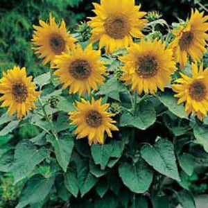 Sunflower Pacino Gold