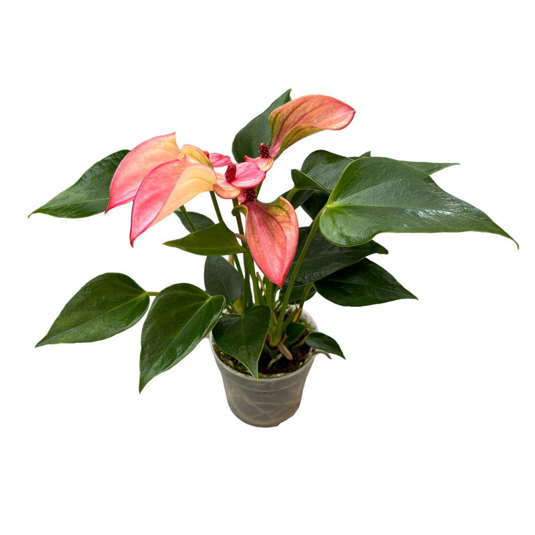 anthurium andr Anthurium andr Matata – Milestone Garden Centre