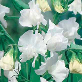 Sweet Pea Swan Lake