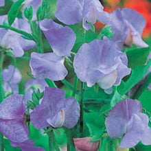 Load image into Gallery viewer, Sweet Pea Mammoth Blue
