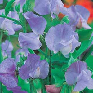 Sweet Pea Mammoth Blue