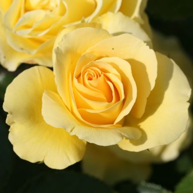 Anniversary Wishes Bush Rose – Milestone Garden Centre