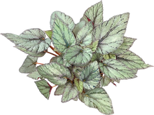 Load image into Gallery viewer, Begonia Foliage Arctic Breeze
