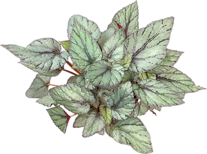 Begonia Foliage Arctic Breeze