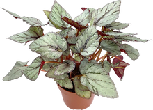 Load image into Gallery viewer, Begonia Foliage Arctic Breeze
